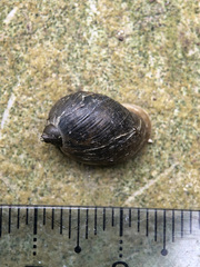 Ampullaceana balthica