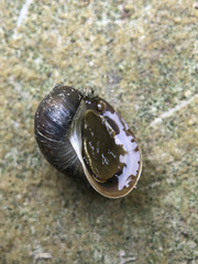 Ampullaceana balthica