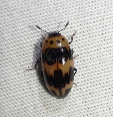 Ischyrus quadripunctatus