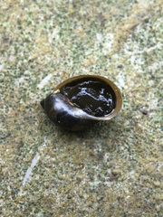 Ampullaceana balthica