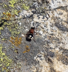 Ronisia barbarula