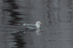 Larus argentatus