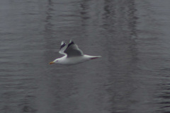 Larus argentatus