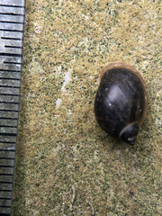 Ampullaceana balthica