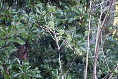 Sambucus sieboldiana
