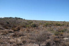 Leucadendron lanigerum lanigerum