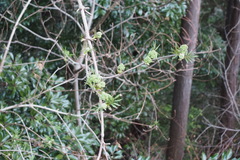 Sambucus sieboldiana