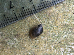 Ampullaceana balthica