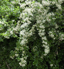 Crataegus monogyna