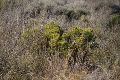 Leucadendron lanigerum lanigerum
