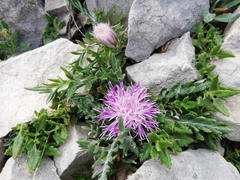 Jurinea humilis