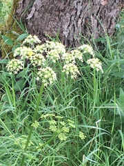 Sium latifolium