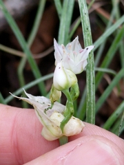 Allium canadense canadense