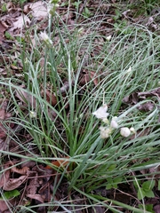 Allium canadense canadense