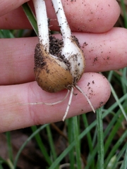 Allium canadense canadense
