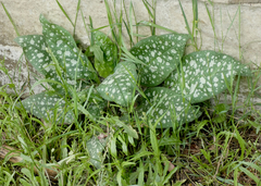 Pulmonaria officinalis