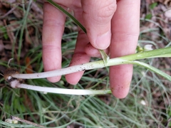 Allium canadense canadense