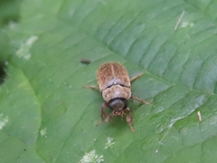 Byturus tomentosus