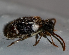 Ptinus bimaculatus