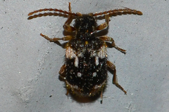 Ptinus bimaculatus