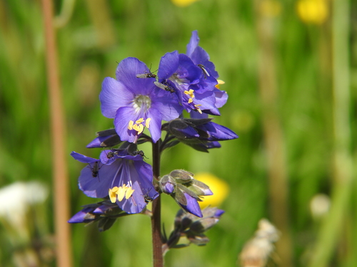 Polemonium caeruleum