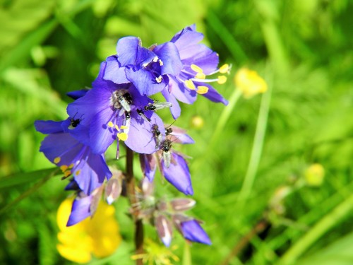 Polemonium caeruleum
