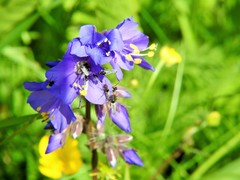 Polemonium caeruleum