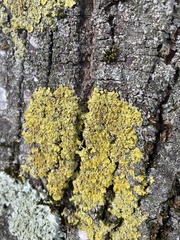 Xanthoria parietina