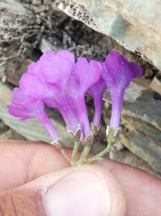 Primula marginata