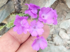 Primula marginata