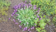 Oxytropis sylvatica