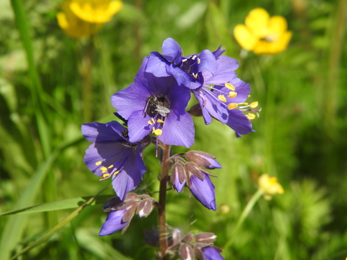 Polemonium caeruleum