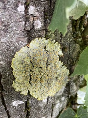 Xanthoria parietina