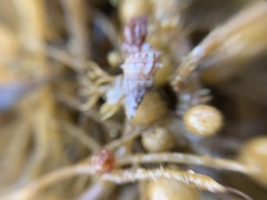 Plesiotrochus monachus