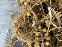 Plesiotrochus monachus