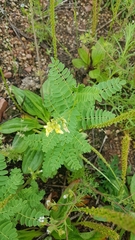 Astragalus membranaceus