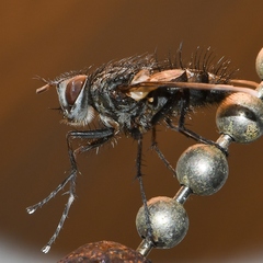 Cryptomeigenia
