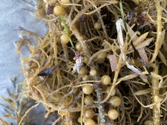 Plesiotrochus monachus