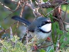 Apalis thoracica capensis