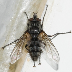 Cryptomeigenia
