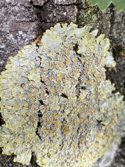 Xanthoria parietina