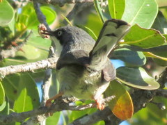Apalis thoracica capensis