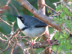 Apalis thoracica capensis