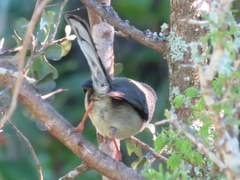 Apalis thoracica capensis