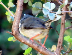Apalis thoracica capensis