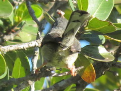 Apalis thoracica capensis