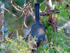 Apalis thoracica capensis