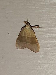 Basacallis tarachodes