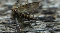 Aedes communis