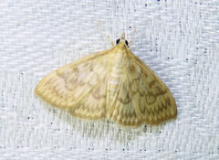 Crocidophora serratissimalis